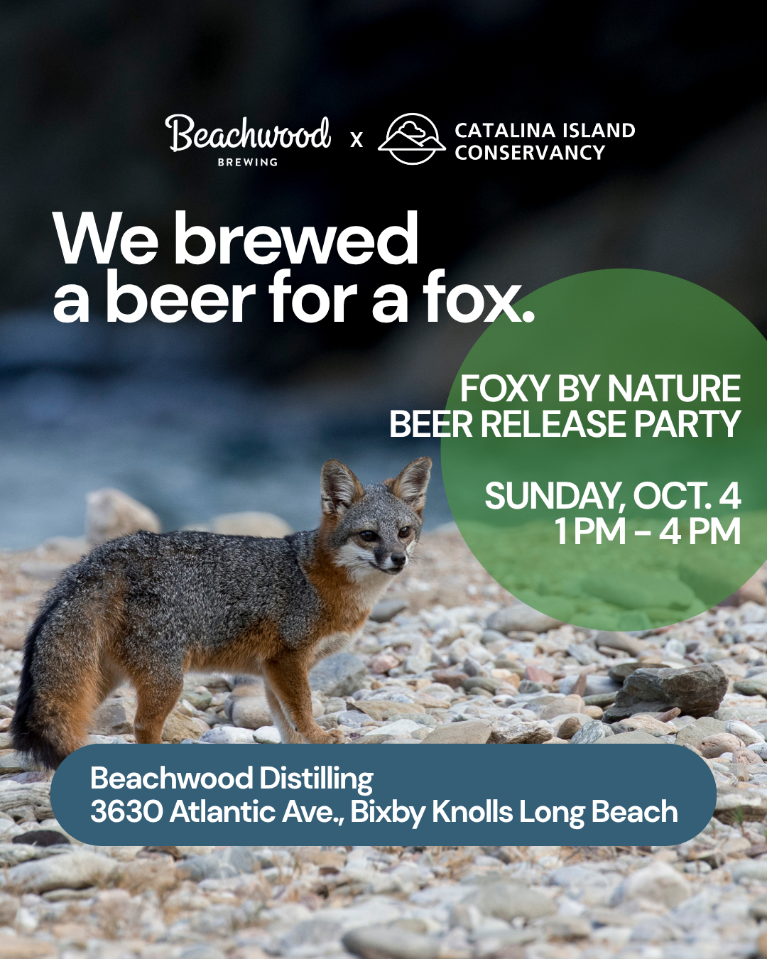 FOXY BY NATURE IPA RELEASE PARTY at Beachwood Distilling 🍹 Bixby Knolls Long Beach